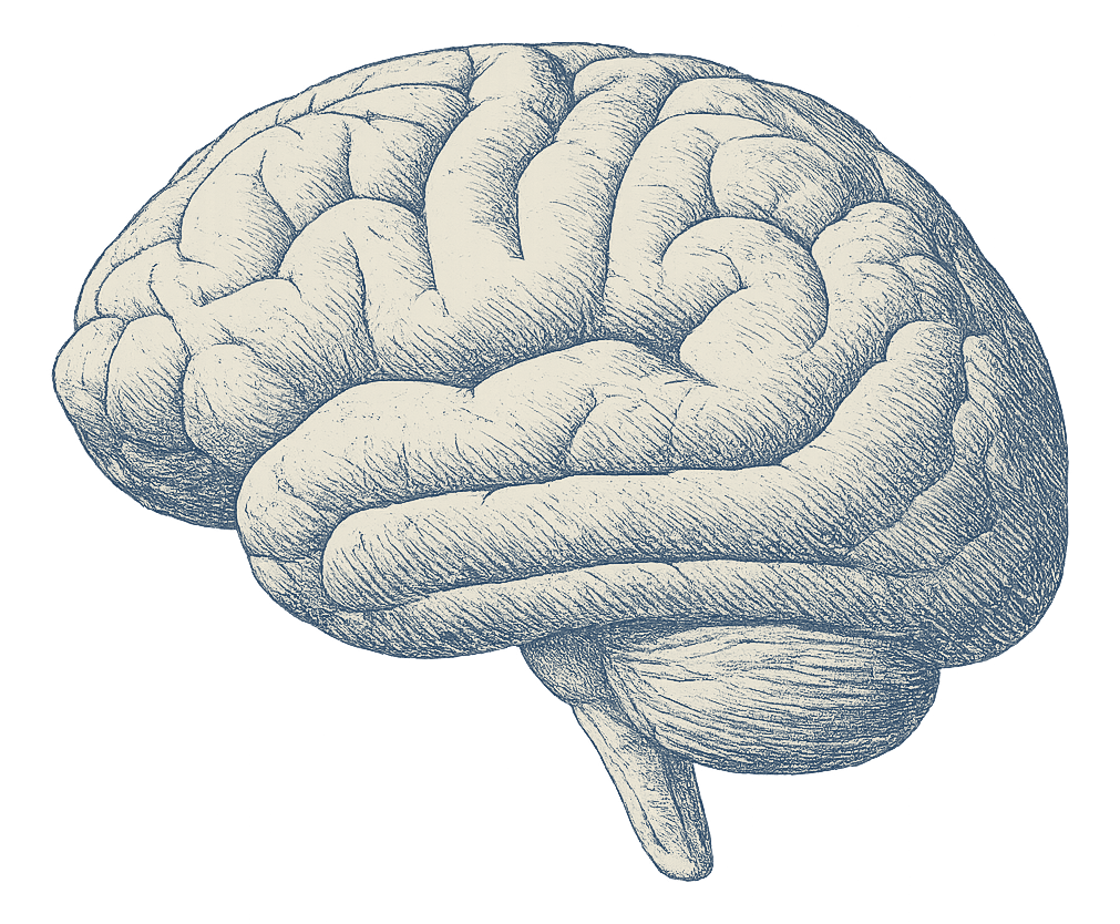 Anatomical brain engraving, navy ink